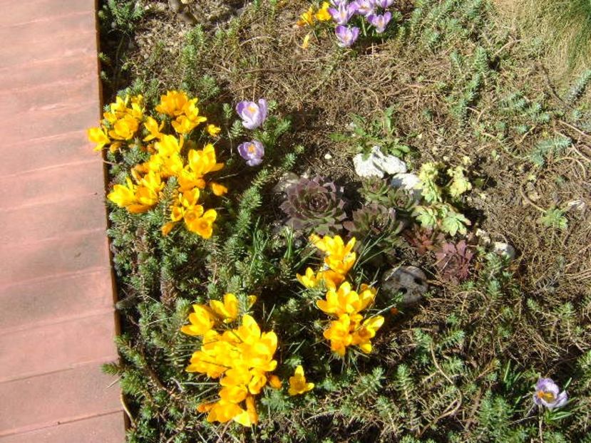 Crocusi & bondari - v Iarna 2016-2017-2018