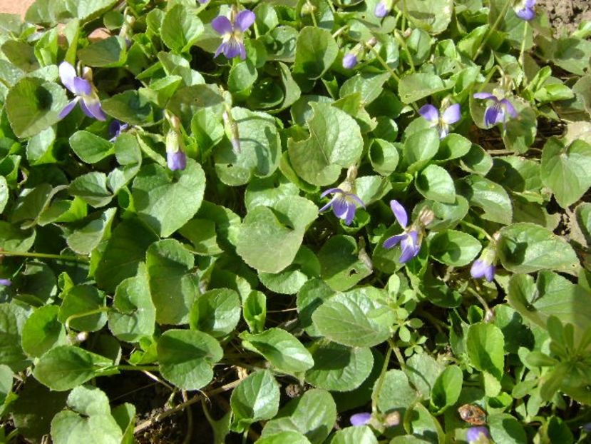 Viorele - v Iarna 2016-2017-2018