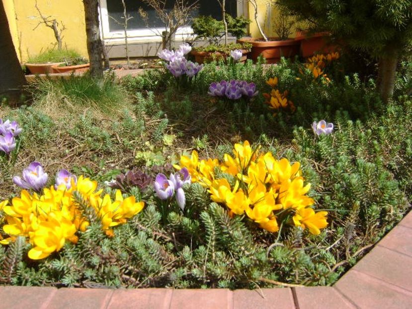 Crocusi & bondari - v Iarna 2016-2017-2018