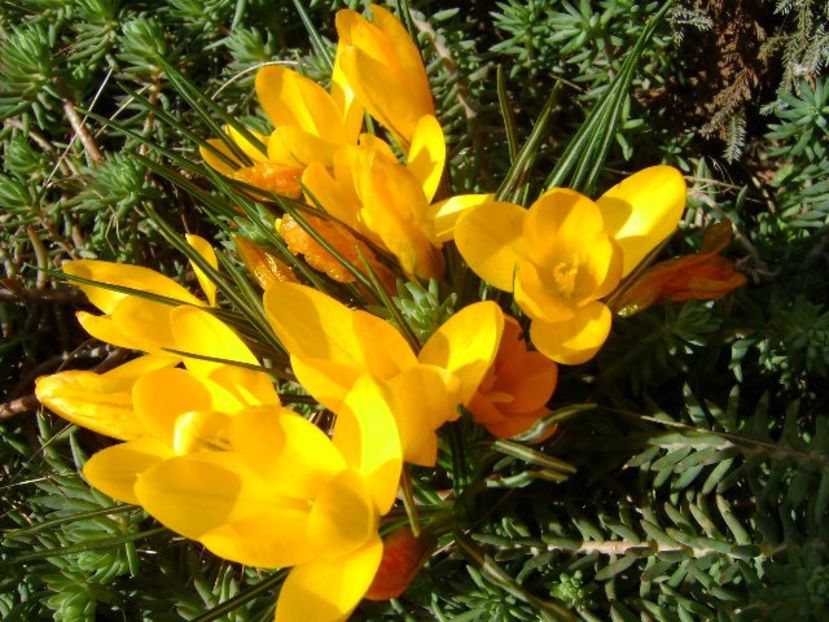 Crocusi & bondari - v Iarna 2016-2017-2018