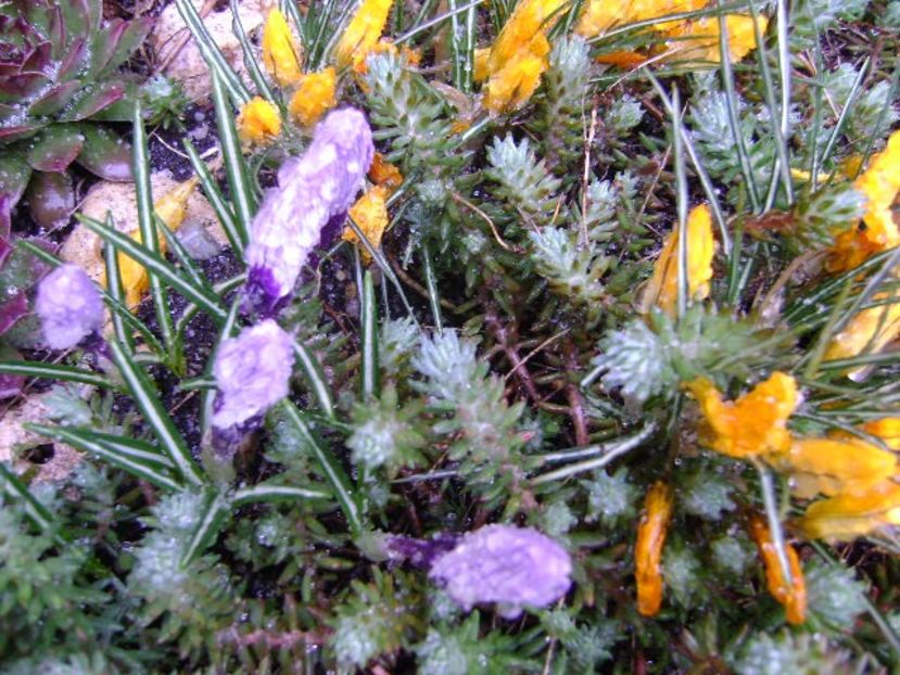 18 mart. 2018 - Freezing rain - v Iarna 2016-2017-2018