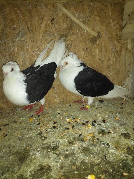 Juc.de Amara - PERECHI 2018