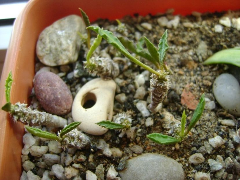 Euphorbia decaryi - Suculente 2018