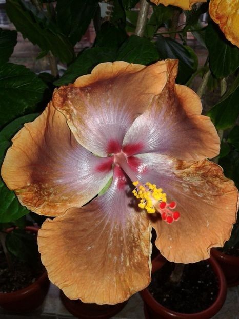  - HIBISCUS 2018