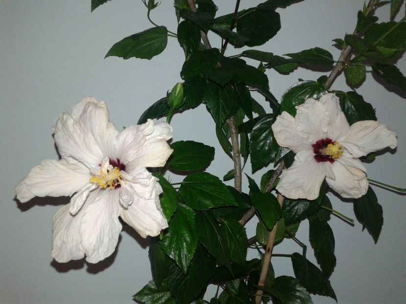  - HIBISCUS 2018