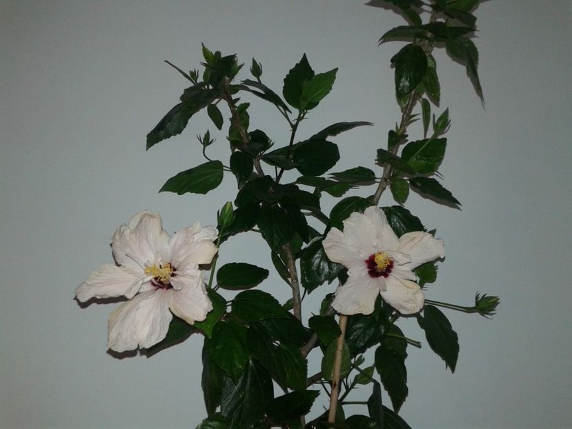 - HIBISCUS 2018