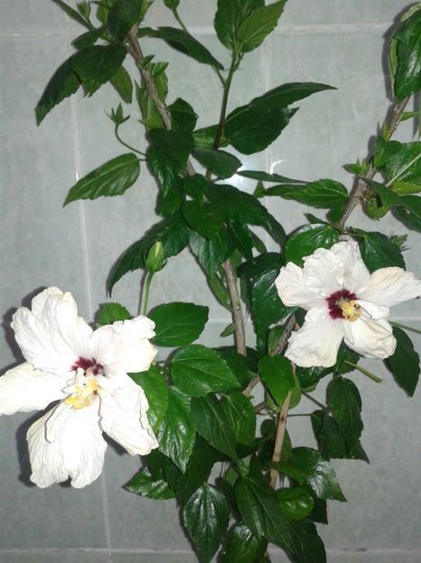  - HIBISCUS 2018