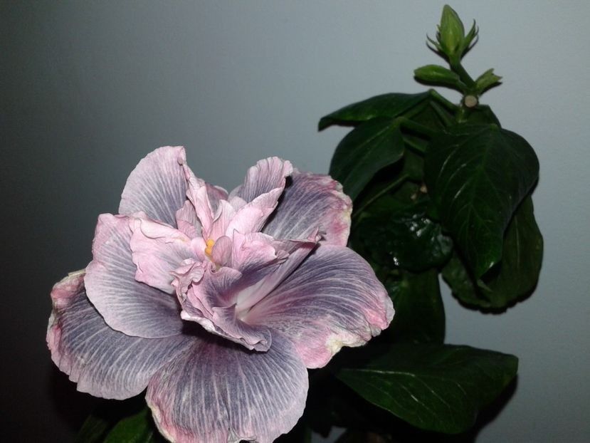  - HIBISCUS 2018