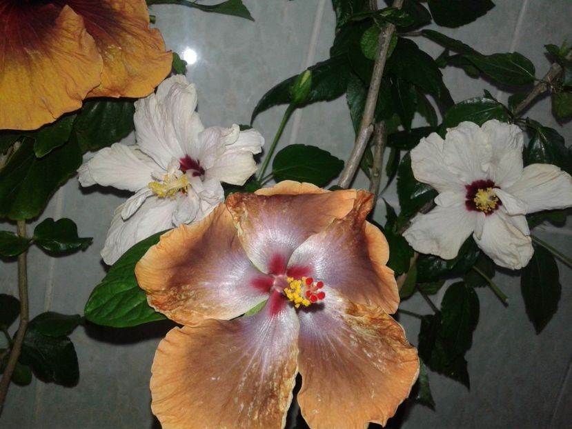  - HIBISCUS 2018