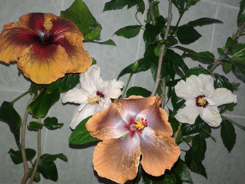  - HIBISCUS 2018