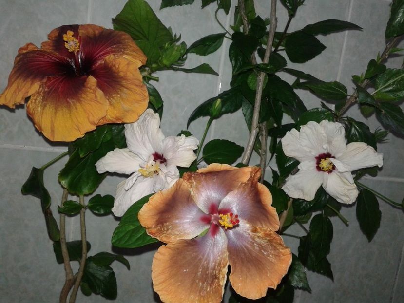  - HIBISCUS 2018