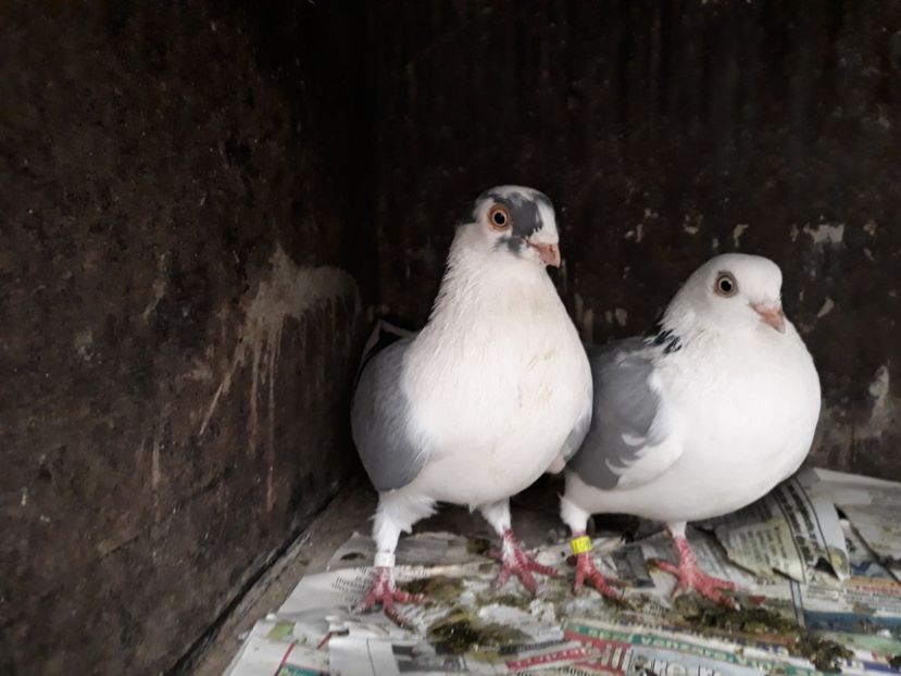  - Perechi pe vanat 2018