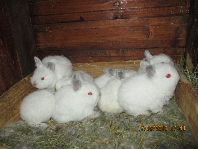 11 pui din 22.02.2018. !! - XX CUIBURI 2018