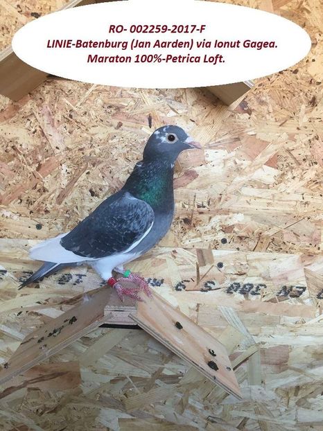 3 pereche - Matca 2018