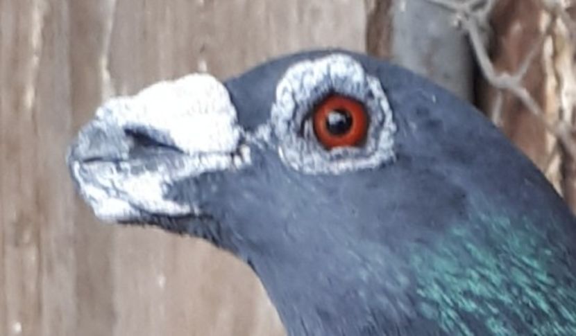 F2017 F - dragoon2017