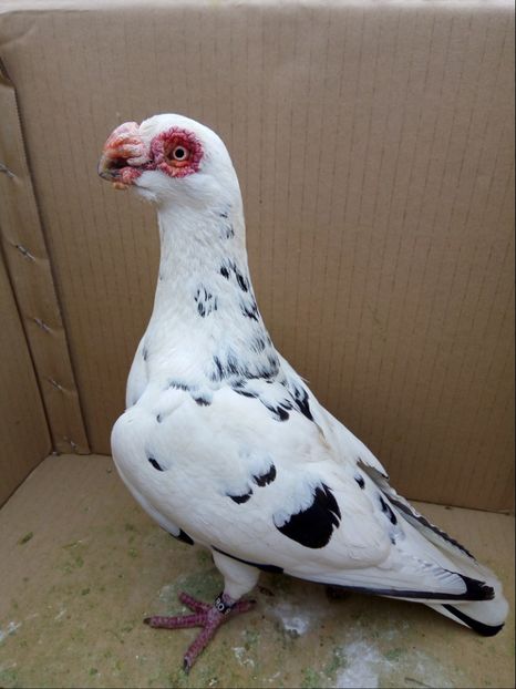 Mascul 2016 - Carunculati si Berberi