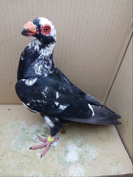 Mascul noiembrie 2017 - Carunculati si Berberi