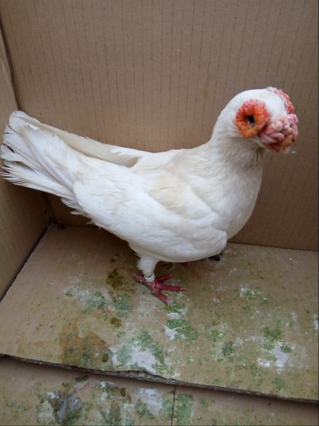 Femela 2015 - Carunculati si Berberi