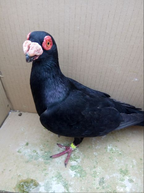 Mascul 2017 - Carunculati si Berberi