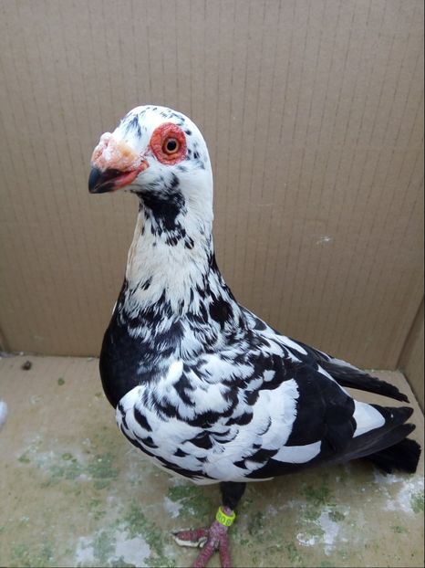 Femela octombrie 2017 - Carunculati si Berberi