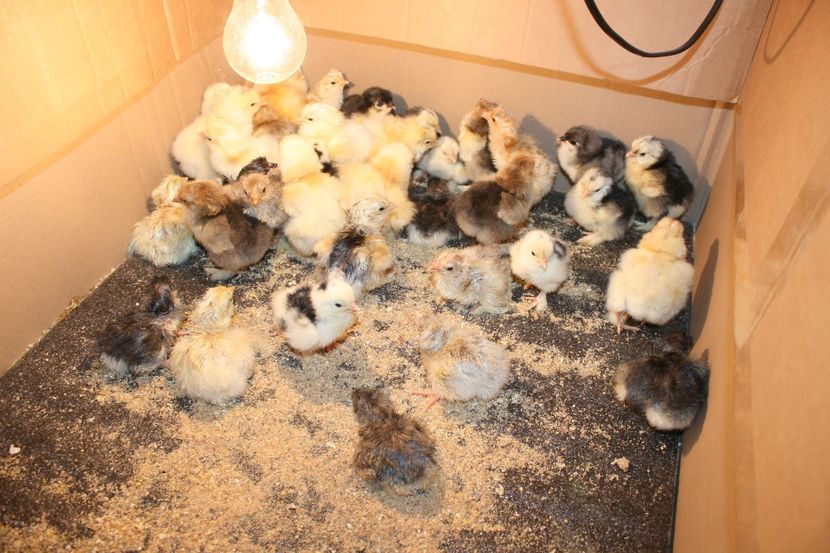  - Pui gaina 2018 prima seririe 12- 02- 2018