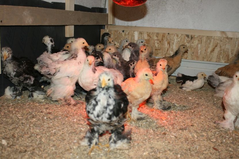  - Pui gaina 2018 prima seririe 12- 02- 2018