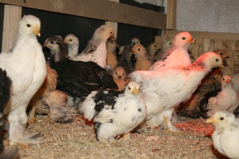  - Pui gaina 2018 prima seririe 12- 02- 2018