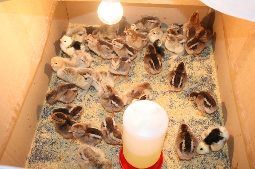  - Pui gaina 2018 a doua serie 18- 02- 2018