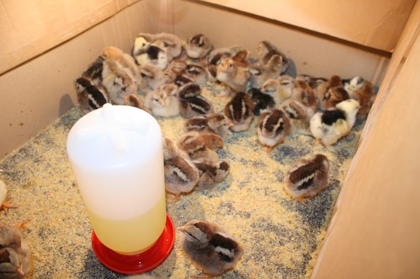  - Pui gaina 2018 a doua serie 18- 02- 2018