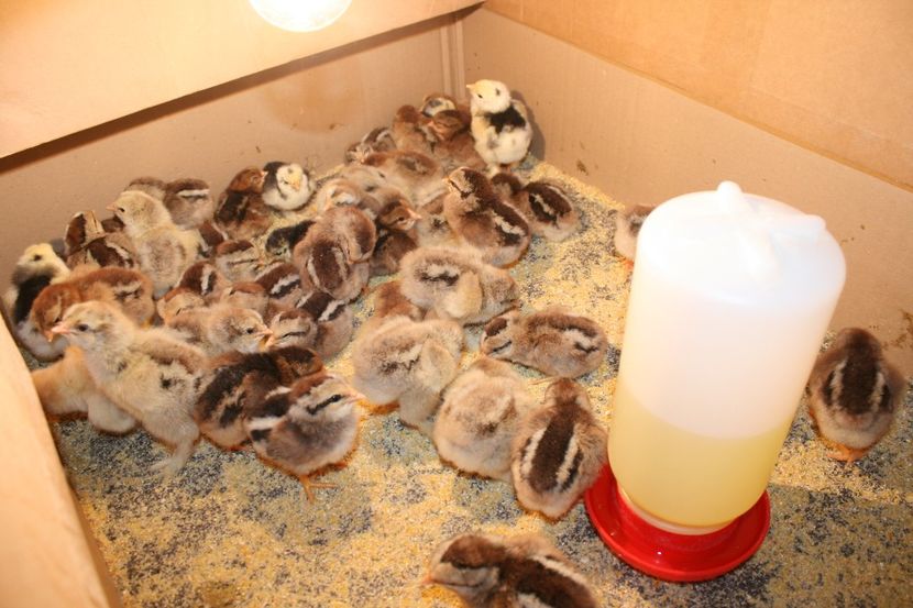  - Pui gaina 2018 a doua serie 18- 02- 2018