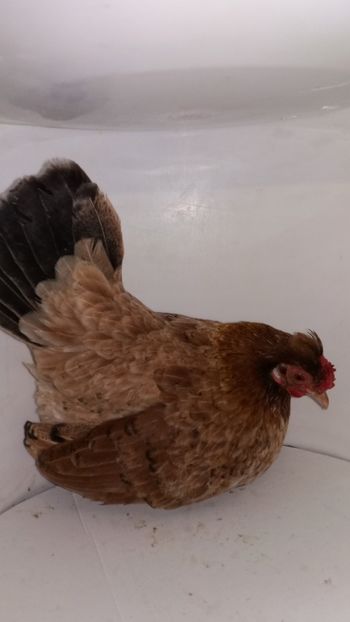 vanduta - De vanzare gainuse mi de flori