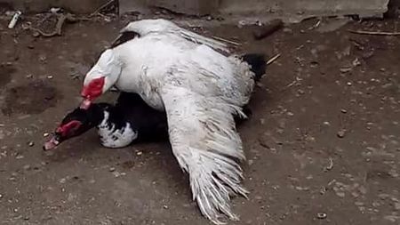 2 răţoi nebuni - Raţe Leșești