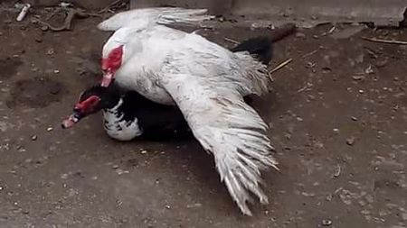 2 răţoi nebuni - Raţe Leșești