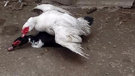 2 răţoi nebuni - Raţe Leșești