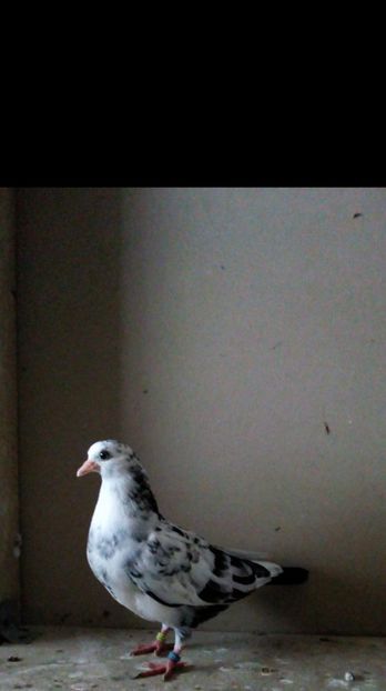  - pierduti la primul zbor