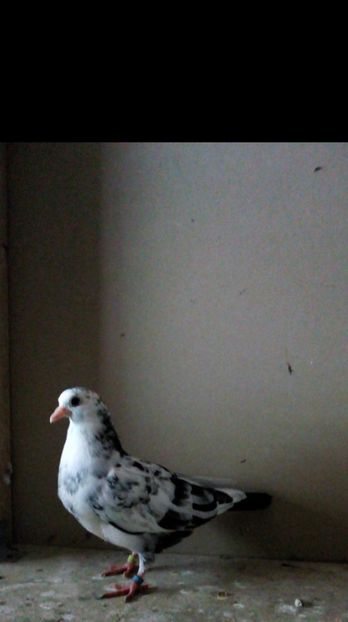  - pierduti la primul zbor