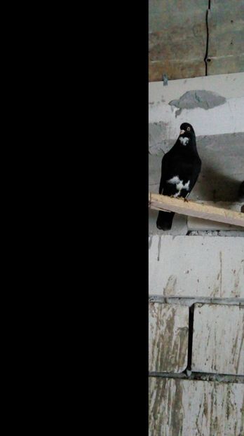 negrul cu inima alba sub barbie si batman pe burta - de prin voliera