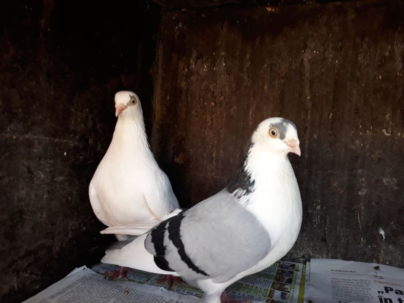  - Perechi pe vanat 2018