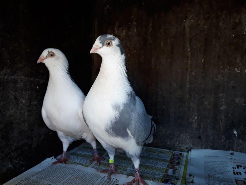  - Perechi pe vanat 2018