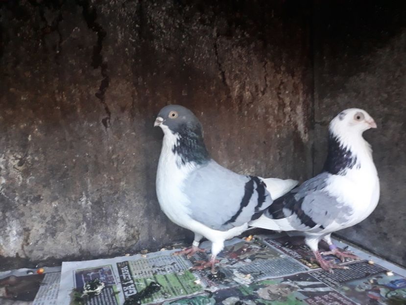  - Perechi pe vanat 2018