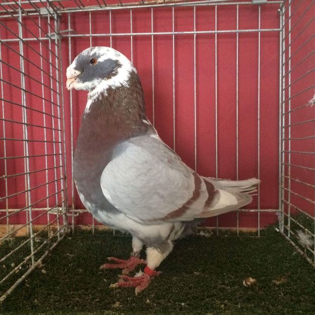 received_1943983289198256 - Vânduți