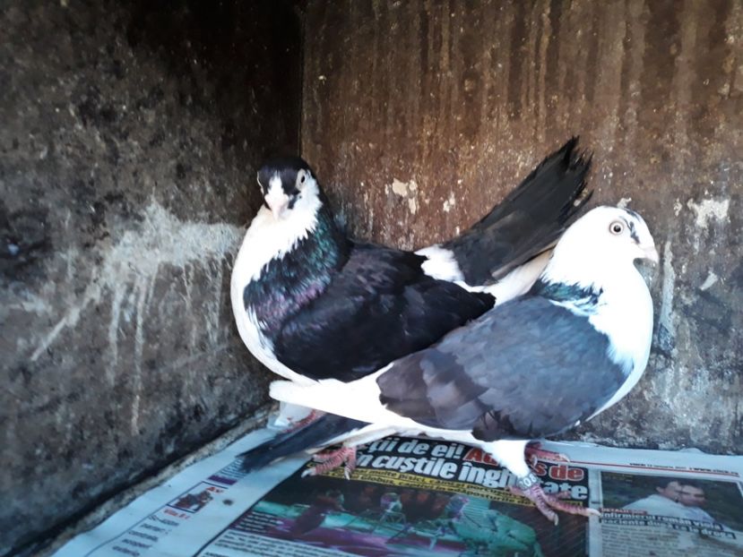  - Perechi pe negru 2018