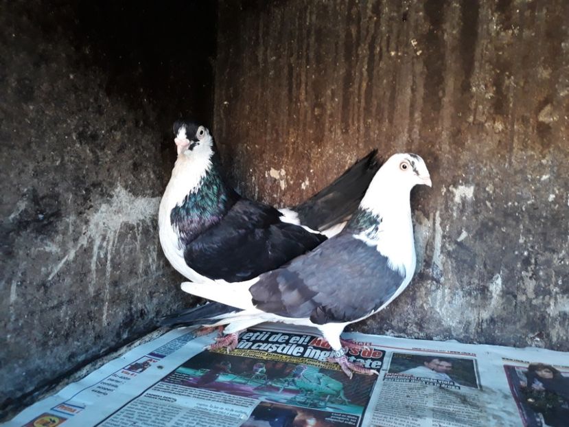  - Perechi pe negru 2018