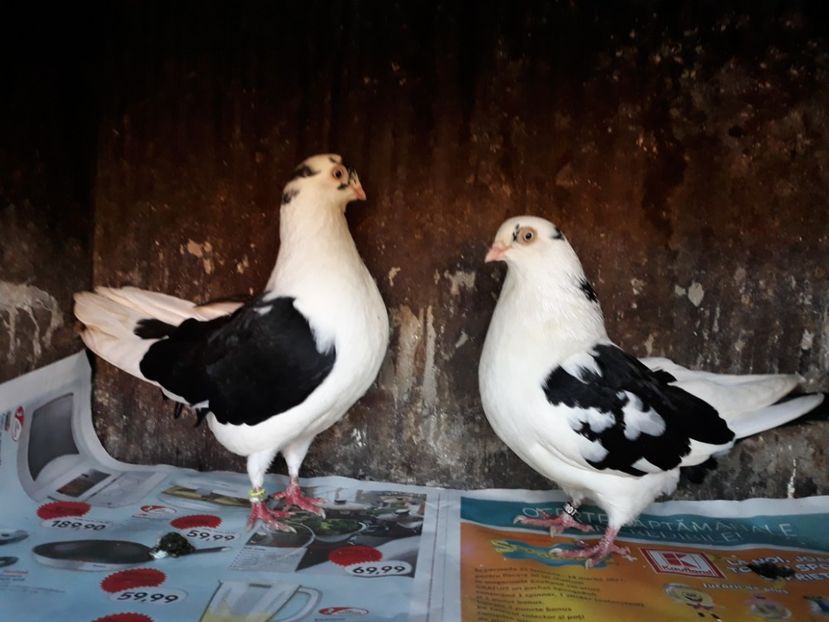  - Perechi pe negru 2018