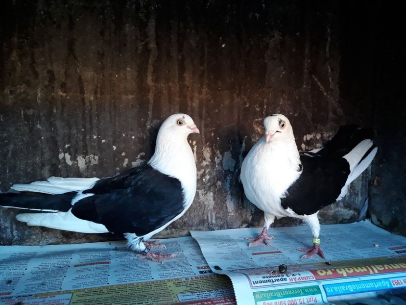  - Perechi pe negru 2018