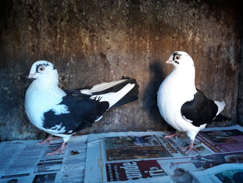 20180124_082720(0) - Perechi pe negru 2018