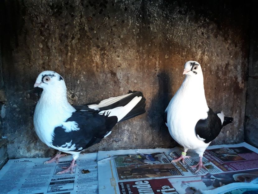  - Perechi pe negru 2018