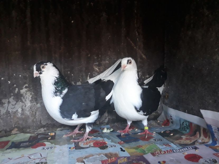  - Perechi pe negru 2018