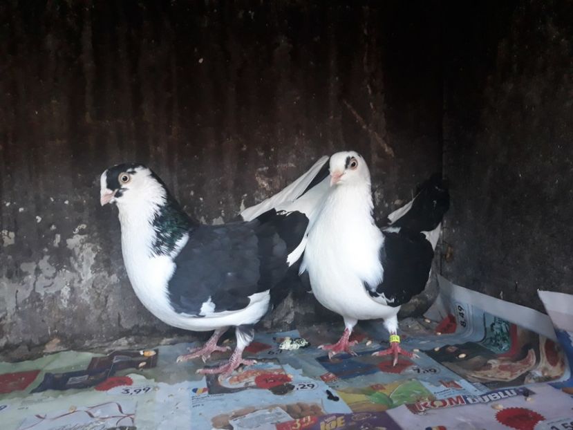 20180120_082945(0) - Perechi pe negru 2018