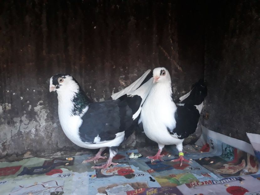  - Perechi pe negru 2018